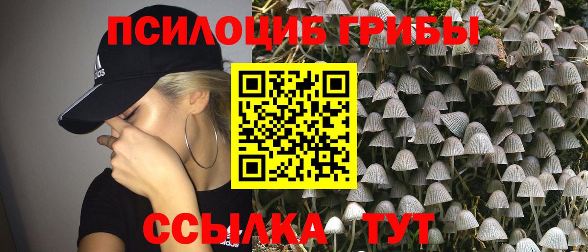 где можно купить   Карпинск  Галлюциногенные грибы мицелий 