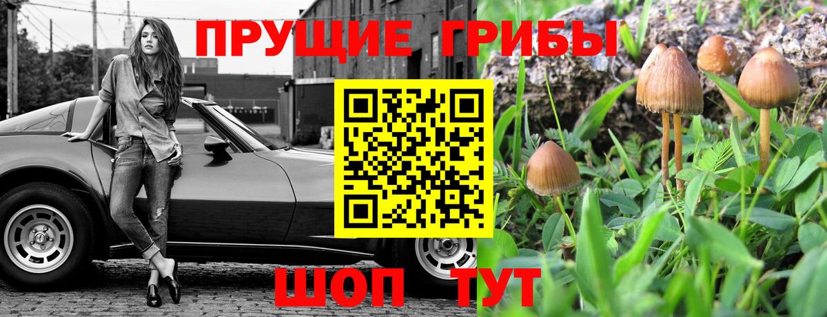 Псилоцибиновые грибы GOLDEN TEACHER Карпинск